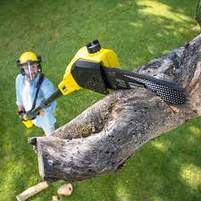 Professional Tree Removal and Landscaping Services in Waseca, MN